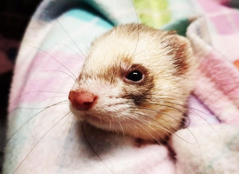 Busselton Vet Hospital with a baby ferret